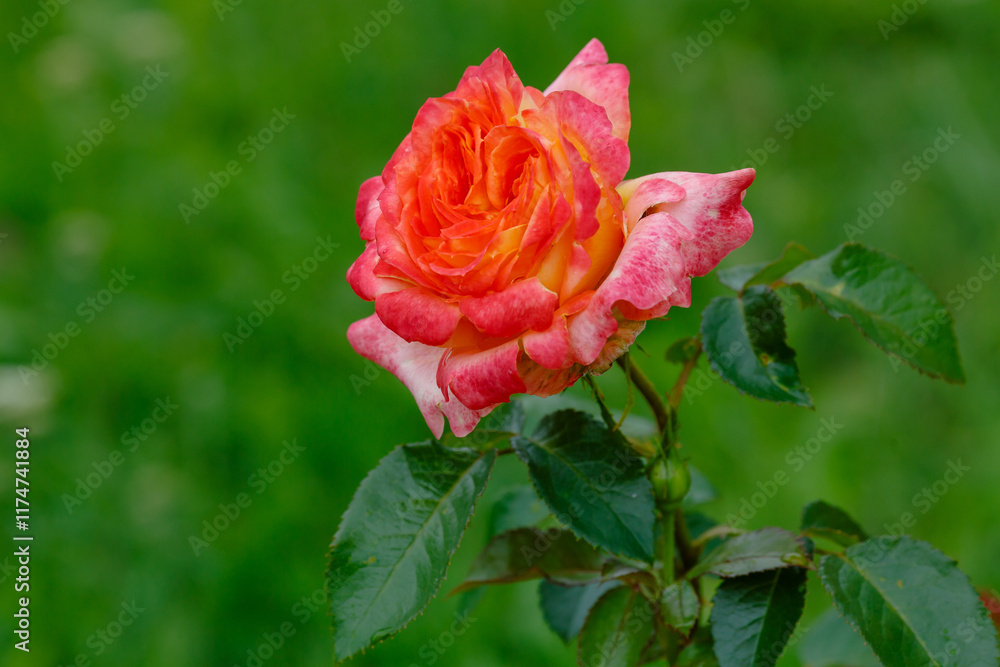 Yankee Doodle Tea Hybrid Rose blossom in garden Yankee Doodle Tea Hybrid Rose blossom in garden