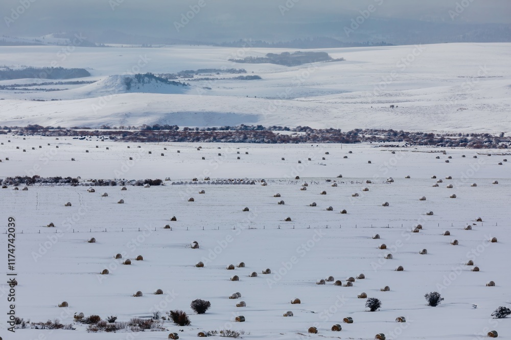Snowy landscape with hay bales. Winter scene of a rural field covered in snow, with numerous round hay bales. A serene winter day. , Browning, Montana, USA Snowy landscape with hay bales. Winter scene of a rural field covered in snow, with numerous round hay bales. A serene winter day. , Browning, Montana, USA