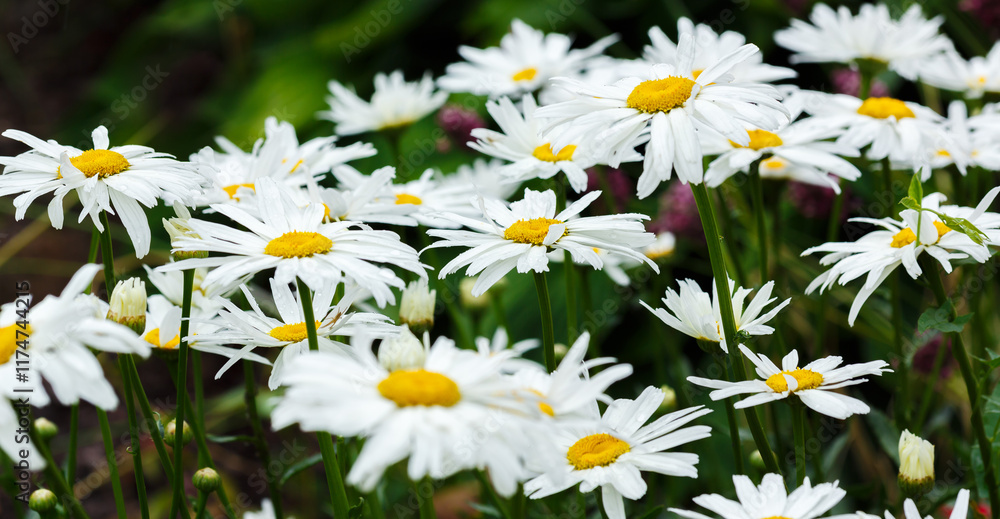 Fototapeta premium Garden daisies (лат. Leucanthemum vulgare) on a natural background. Flowering of daisies. Oxeye daisy, Common daisy. Gardening concept