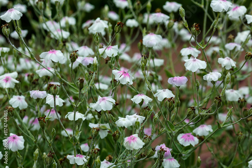 Lychnis coronaria alba blossom in garden photo