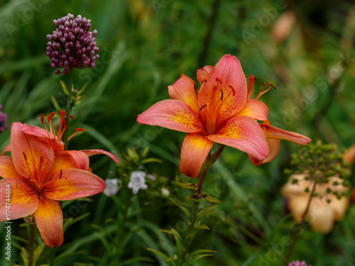 The Pennsylvania lily ( Latin- Lílium pensylvanicum ) is a species of monocotyledonous flowering plant belonging to the Liliaceae family photo