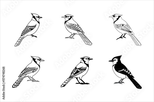 Set of blue jay Vector Style silhouette Art Design photo