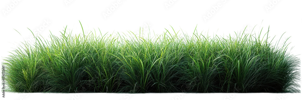 Obraz premium Lush Green Grass on Crisp White Surface, simple elegance, serene atmosphere, minimalist aesthetic, vibrant natural elements, fresh and clean design