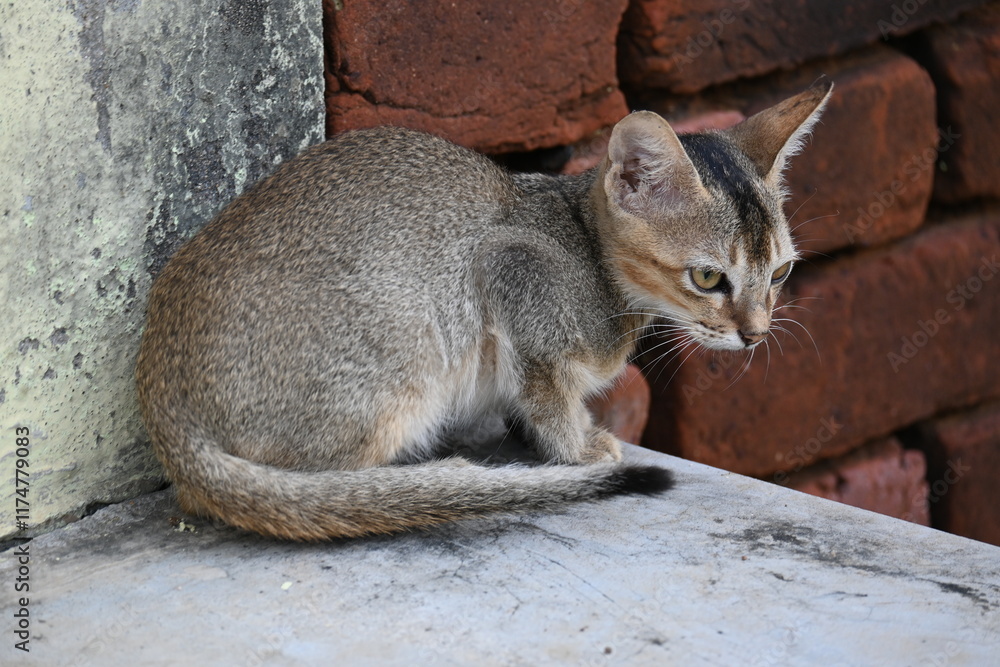 Wild Small brown cat. Cats are independent, curious felines known for their soft fur, graceful movements, and playful personalities. They are skilled hunters. Wild Small brown cat. Cats are independent, curious felines known for their soft fur, graceful movements, and playful personalities. They are skilled hunters.