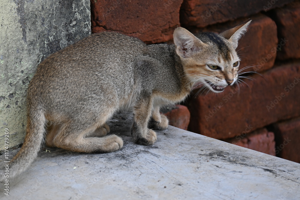 Wild Small brown cat. Cats are independent, curious felines known for their soft fur, graceful movements, and playful personalities. They are skilled hunters. Wild Small brown cat. Cats are independent, curious felines known for their soft fur, graceful movements, and playful personalities. They are skilled hunters.