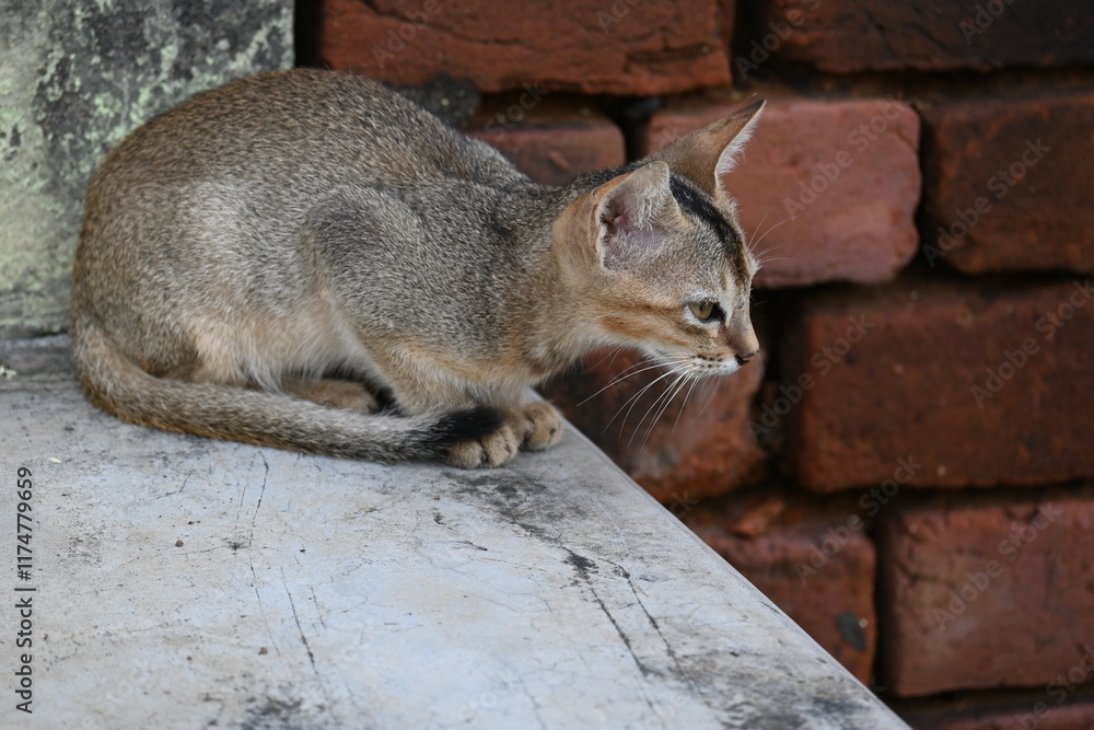 Fototapeta premium Wild Small brown cat. Cats are independent, curious felines known for their soft fur, graceful movements, and playful personalities. They are skilled hunters.