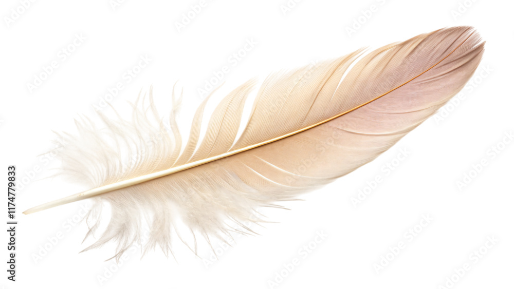 Obraz premium Single feather isolated on white, reminiscent of a bird's wing, with delicate quill and plume, perfect for nature-inspired art and design