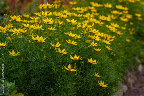 Coreopsis verticillata ( Latin- Coreopsis verticillata ) is a species of herbaceous plant of the genus Coreopsis of the Asteraceae family photo