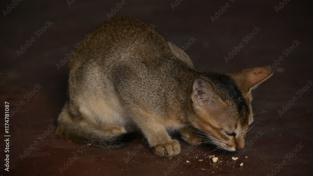 Wild Small brown cat. Cats are independent, curious felines known for their soft fur, graceful movements, and playful personalities. They are skilled hunters.