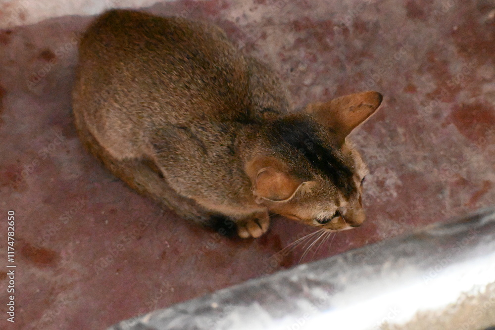 Obraz premium Wild Small brown cat. Cats are independent, curious felines known for their soft fur, graceful movements, and playful personalities. They are skilled hunters.
