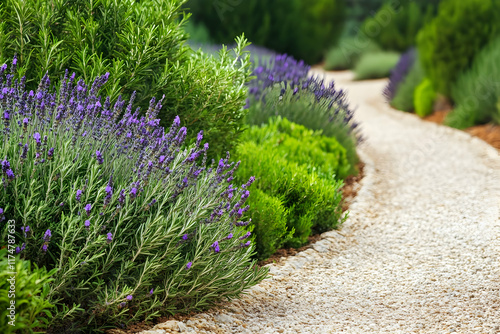 Serene gravel path winds through a vibrant lavender garden.