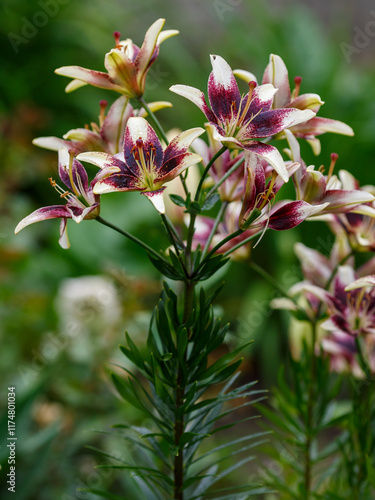 Lilium Tango Netty's Pride blooms in garden photo