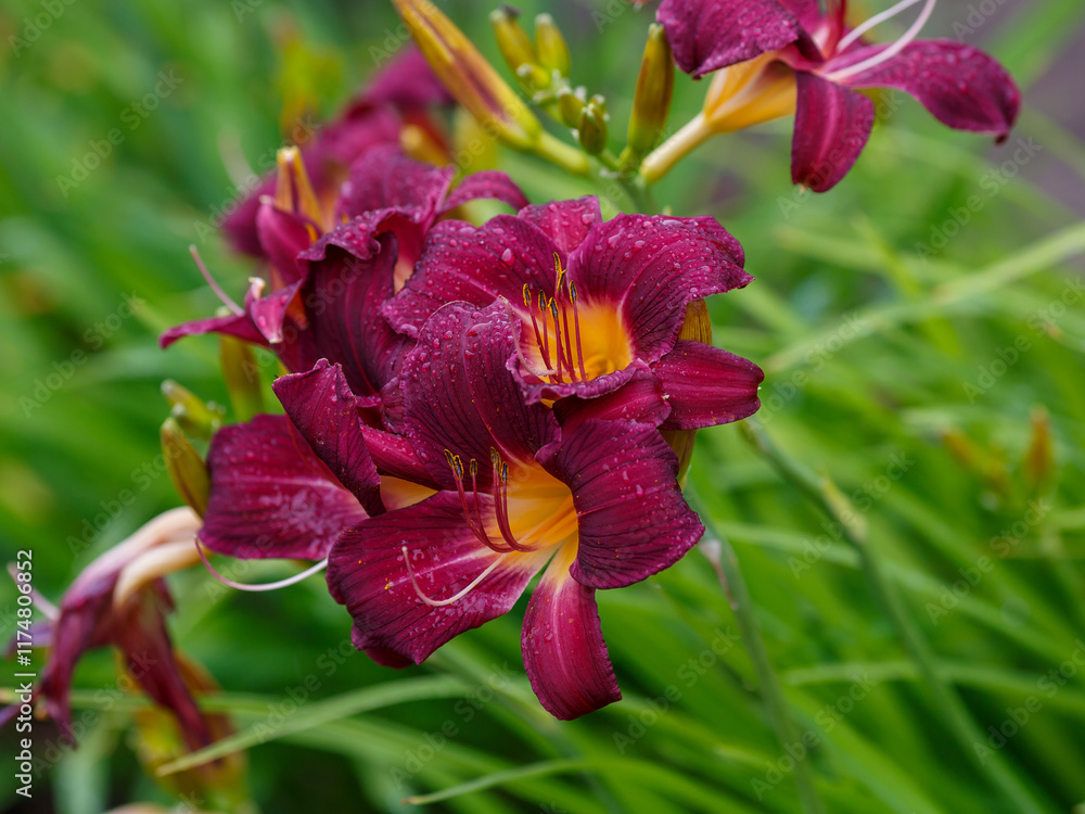 Fototapeta premium Hemerocallis hybride Little Grapette blooms in garden