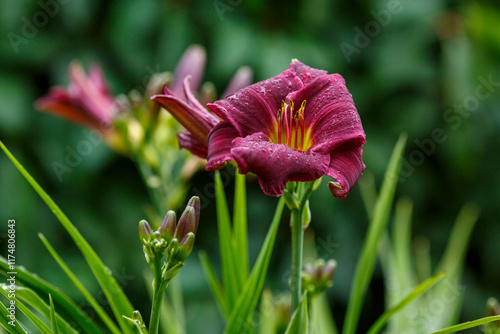 Hemerocallis hybride Little Grapette blooms in garden photo