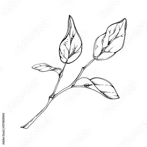 plant leaves on branch, bush tree foliage hand drawn in ink vector, lilac poplar beech elm pear apple plum. Isolated botanical illustration. Wedding, florist shop, scrapbooking, decoupage, cosmetics
