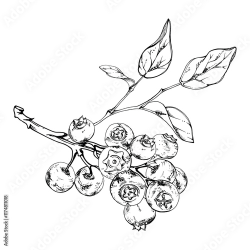 Blueberry blackberry with plant leaves on branch, cluster group hand drawn in ink vector, ripe forest berry. Isolated botanical illustration, for restaurant, dessert cafe menu, wedding, farmers market