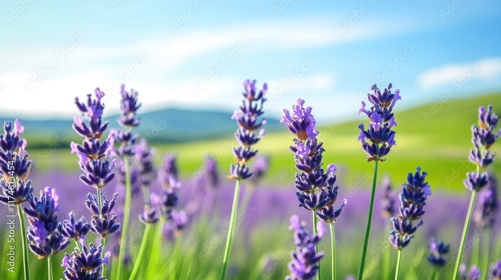 Naklejka premium Lavender Flowers Bloom in a Sunny Field