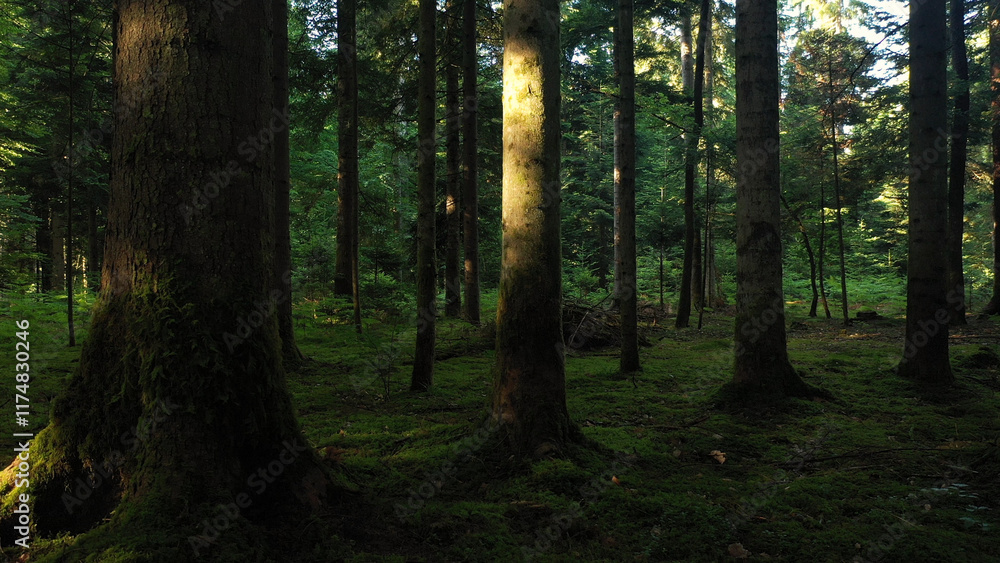 Morning sunny mossy forest landscape. Morning sunny mossy forest landscape.