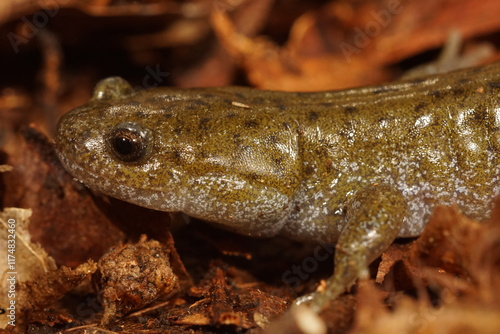 Closeup on the endangered Japanese Oita Salamander, Hynobius dunni on dried leafs photo