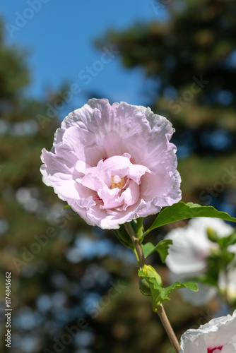 Pink hibiscus flower outdoor in sunny backyard..
