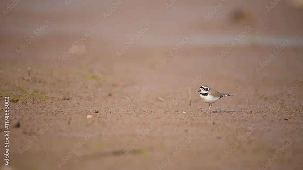 Little Ringed Plover Little Ringed Plover