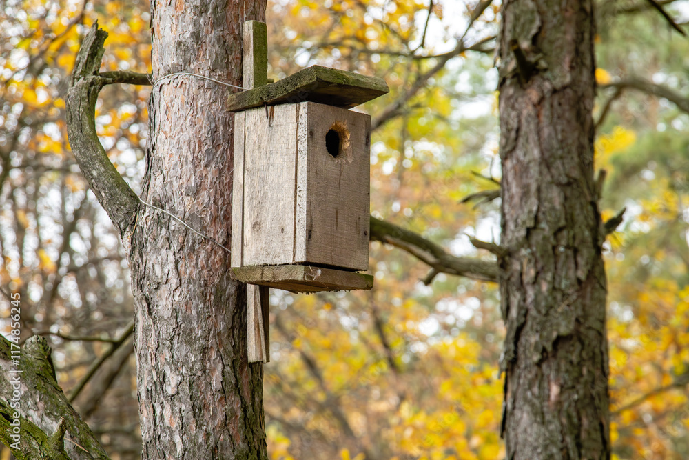 A wooden birdhouse on a tree in an autumn forest. The concept of bird nesting and wildlife habitat A wooden birdhouse on a tree in an autumn forest. The concept of bird nesting and wildlife habitat