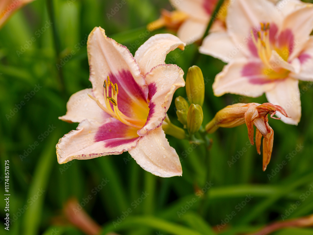 Fototapeta premium Hemerocallis Strawberry Candy blooms in garden