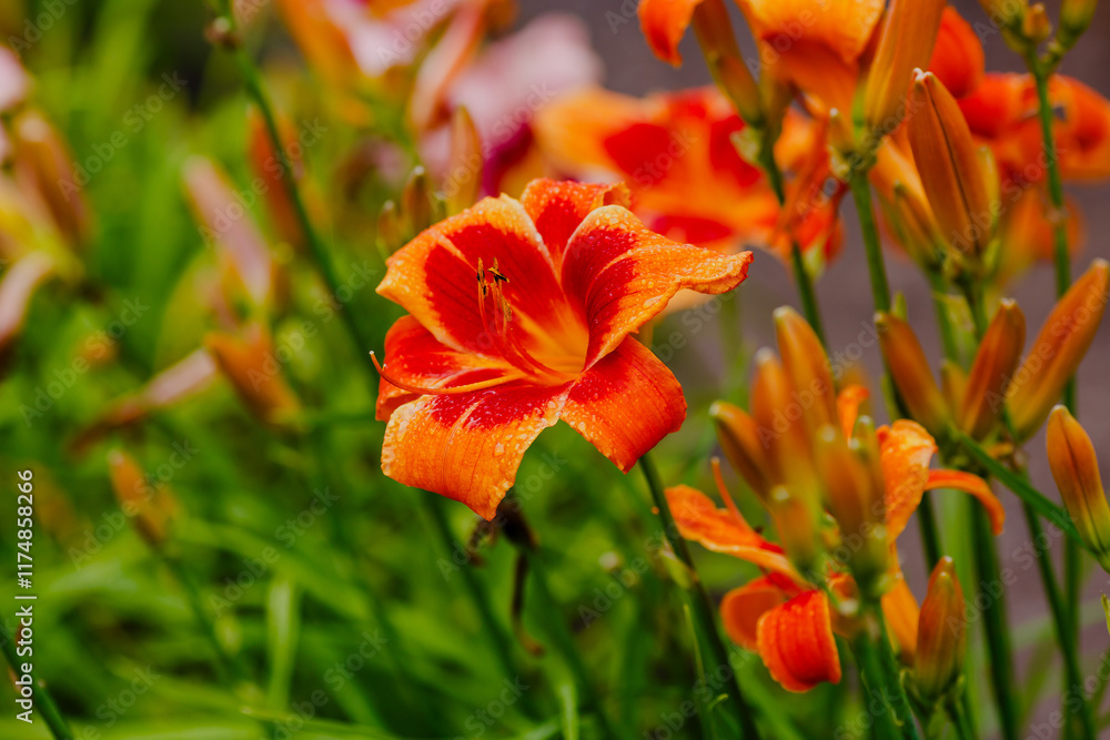 Fototapeta premium Hemerocallis LonGo Orange blooms in garden