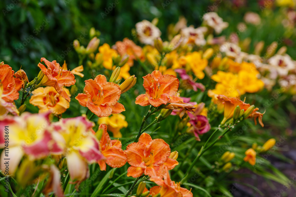 Different varieties of daylily bloom in the garden Different varieties of daylily bloom in the garden