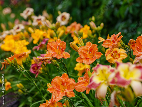 Bild auf Leinwand Different varieties of daylily bloom in the garden