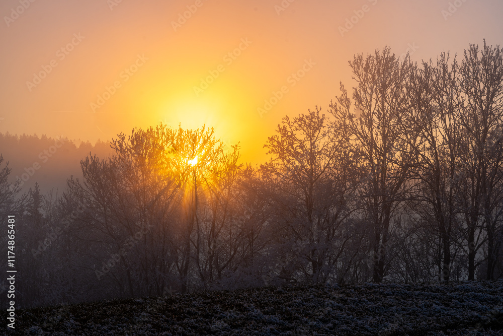 The Bavarian Forest National Park reveals a serene winter scene, with frost-covered trees and a veil of fog at sunset in Bavaria, Germany The Bavarian Forest National Park reveals a serene winter scene, with frost-covered trees and a veil of fog at sunset in Bavaria, Germany