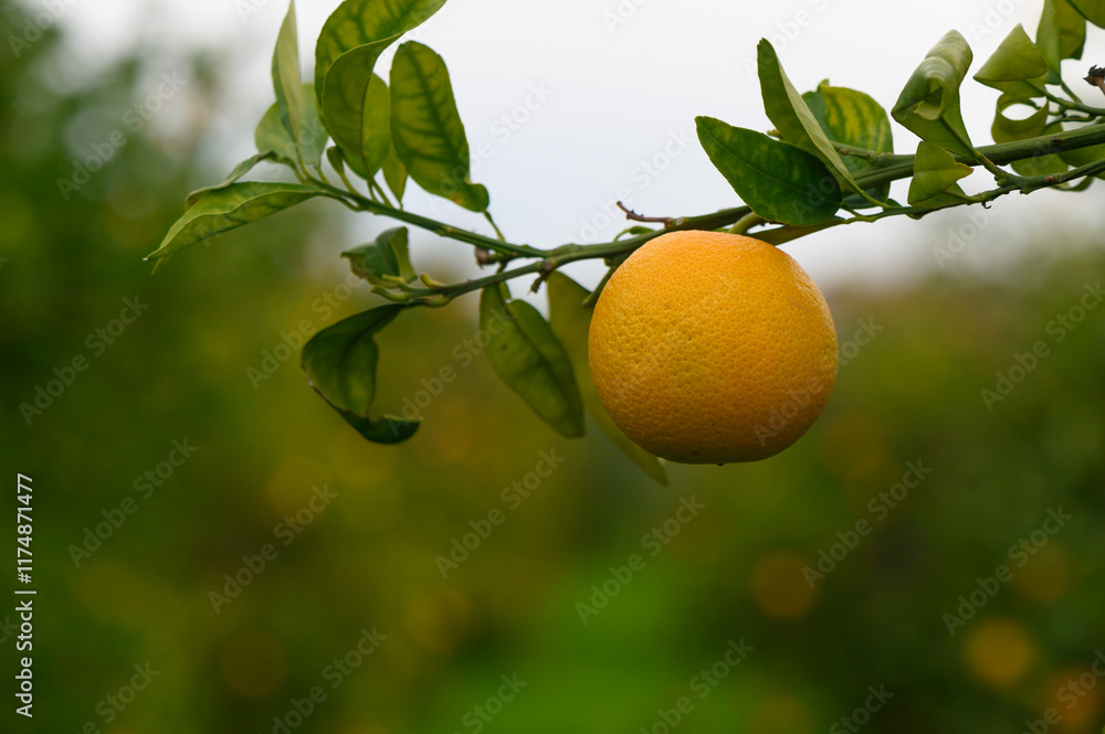 Bright citrus fruit hanging from a vibrant green branch in an orchard during the peaceful afternoon Bright citrus fruit hanging from a vibrant green branch in an orchard during the peaceful afternoon