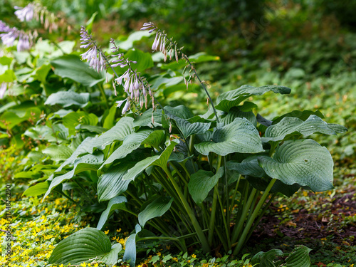 Photos Hosta Empress Wu in the garden