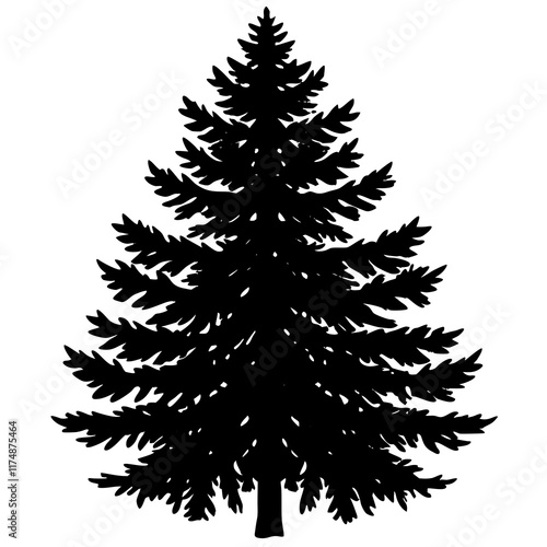 Balsam Fir (Abies balsamea) Silhouette on White