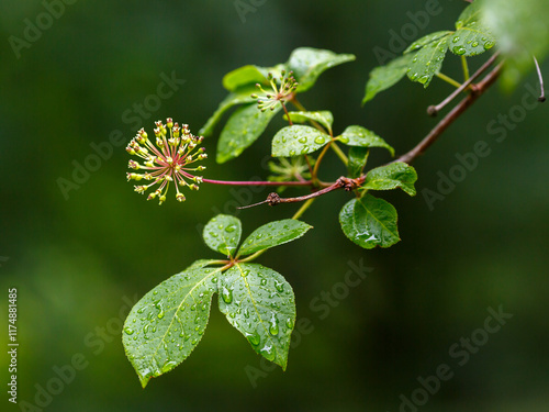 Flower of Eleutherococcus senticosus. Eleutherococcus is a genus of plants of the Aralii family