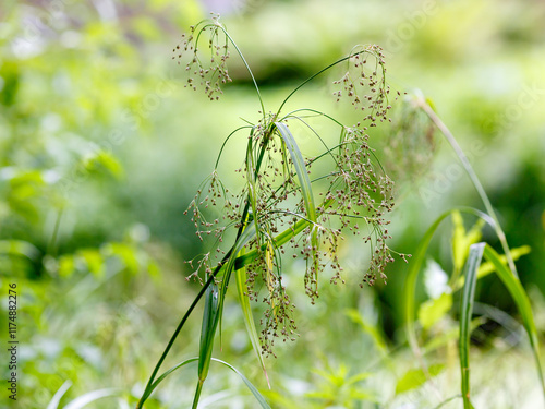 Scirpus sylvaticus, the wood clubrush, is a species of flowering plant in the sedge family photo