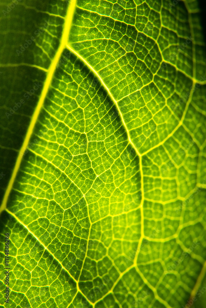 Green leaf in high optical zoom. Oxygen production, green energy, ecology and environment.
Green leaf in high optical zoom. Oxygen production, green energy, ecology and environment.