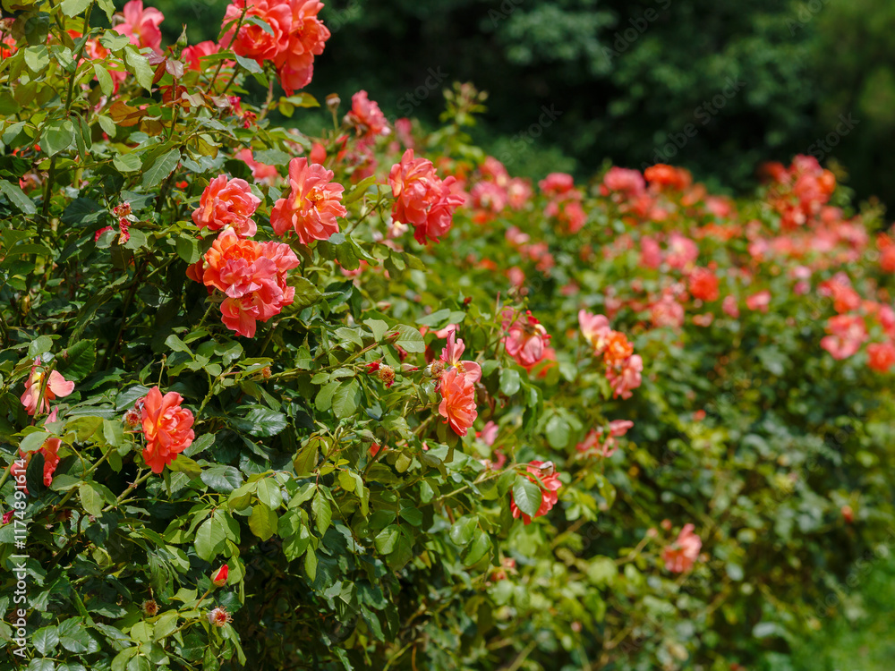 Rosa 'Westerland' is a rose variety that belongs to the Shrub class