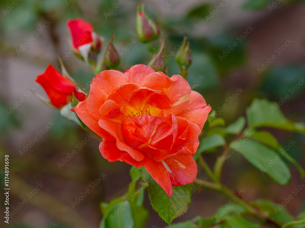 Rosa 'Westerland' is a rose variety that belongs to the Shrub class Rosa 'Westerland' is a rose variety that belongs to the Shrub class