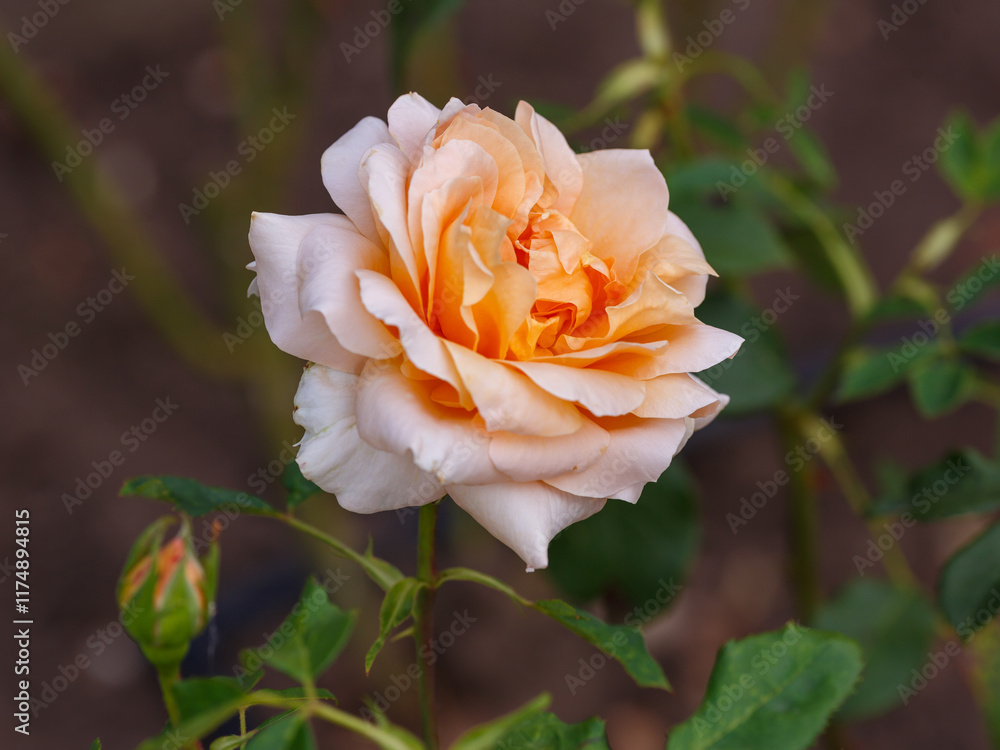 Rosa hybrid tea Michka (MEIvaleir) is blooms in garden Rosa hybrid tea Michka (MEIvaleir) is blooms in garden