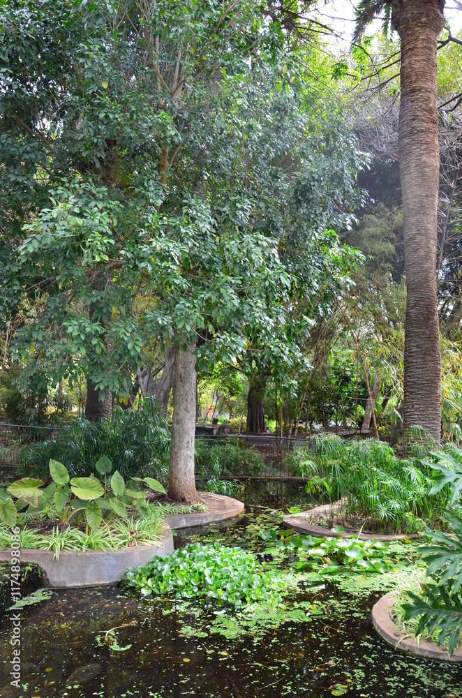 Santa Cruz de Tenerife park (Parque García Sanabria) Santa Cruz de Tenerife park (Parque García Sanabria)