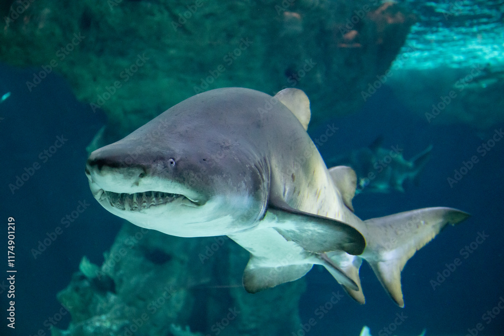 Fototapeta premium Requin bouledogue.