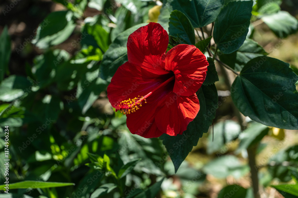 Chinese rose or Hawaiian hibiscus in sunlight. Bright big Chinese hibiscus flower (Hibiscus rosa-sinensis) on blurred green garden background. Nature concept for design. Place for your text. Chinese rose or Hawaiian hibiscus in sunlight. Bright big Chinese hibiscus flower (Hibiscus rosa-sinensis) on blurred green garden background. Nature concept for design. Place for your text.