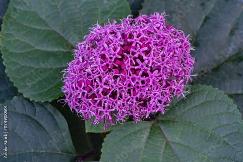 Clerodendrum bungeii bud with purple cap on blurred background of green leaves. Close-up of flower in natural sunlight. Floral landscape for nature wallpaper. Place for your text. Selective focus photo