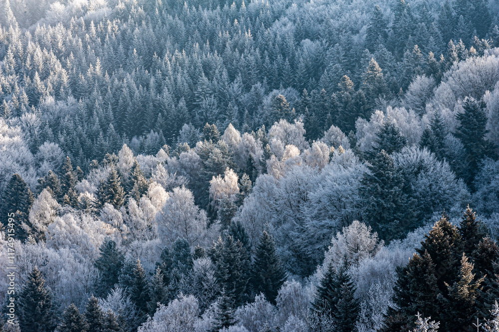 Szron, polskie góry, Beskid Sądecki, Małopolska, Muszyna. Szron, polskie góry, Beskid Sądecki, Małopolska, Muszyna.