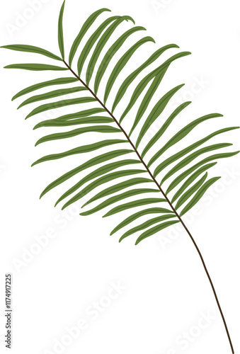 Hand-Drawn of Fern Leaf Illustration