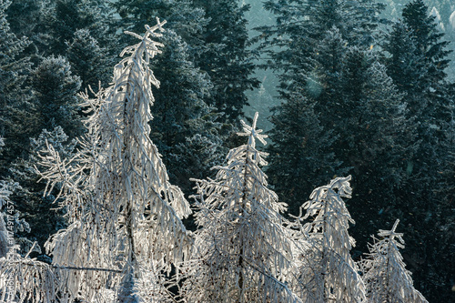 Szron, polskie góry, Beskid Sądecki, Małopolska, Muszyna.