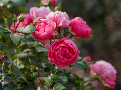 Foto Rosa floribunda Pomponella (KORpompan) is blooms in garden