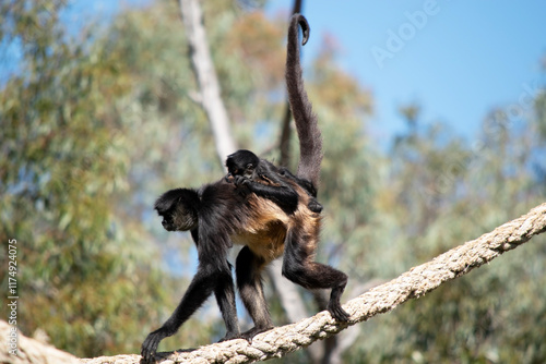Photography the black handed spider monkey has her son on his back