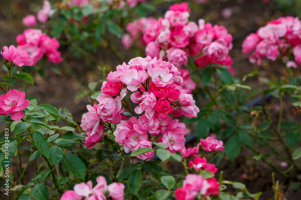 Floribunda rosa Angela (KORday, Angelica) is blooms in garden Floribunda rosa Angela (KORday, Angelica) is blooms in garden